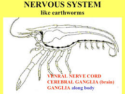 Look at the exoskeleton and find the two sections, the cephalothorax and the abdomen. Crayfish Dissection