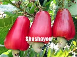 Find images of cashew fruit. Fruit Bonsai 5pcs Cashew Tree Plants Anacardium Occidentale Tropical New Pot Planting Gardens Miracle Fruit Plants Free Shipping Buy At The Price Of 0 20 In Aliexpress Com Imall Com