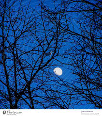 Between 1967 and 1972, a series of missions landed the first men on the moon. Entanglement Tree Black A Royalty Free Stock Photo From Photocase