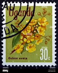 Image result for Ochna ovata