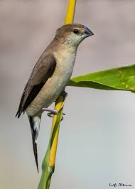Indian Silverbill Aka White Throated Munia Hint Gumusgagasi Jeddah 2018 By Lutfi Altunsu This Little Birdling Hangs Out In Flocks And Animals Birds Bird