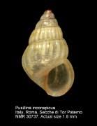 Image result for Gnidia inconspicua