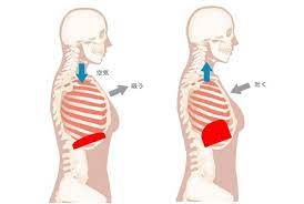 肋骨を絞めるには寝方にこだわれ 簡単寝るだけ矯正法 小顔矯正 整体を東京でお探しならrevision くびれ トレーニング バストアップ エクササイズ 寝ながら ダイエット