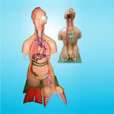 Attached to the bones of the skeletal system are about 700 named muscles that make up roughly half of a person's body weight. Human Torso With Muscles And Open Back 27 Parts Human System Models Biology Lab Products Products