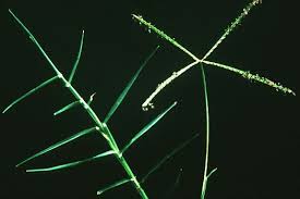 Image result for Cynodon aethiopicus