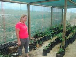 Kwekery Nursery In Tesselaarsdal Nursery Garden Places To Visit