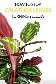 Why Are My Calathea Leaves Turning Yellow Smart Garden Guide Calathea Plant Plant Care Houseplant Plant Care