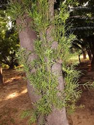 Image result for Podocarpaceae