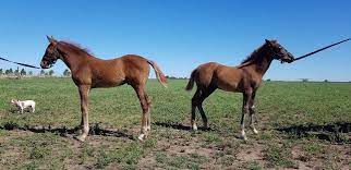 Científicos argentinos reportan el primer caso de cambio de sexo en caballos  clonados