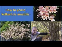 Image result for Kolkwitzia amabilis