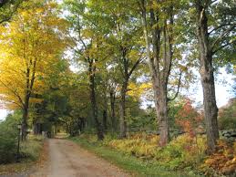 ‫غابة‬‎ ile ilgili görsel sonucu