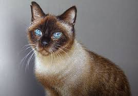 How To Draw A Realistic Cat By Pencil Download this free vector about fluffy multicolored cats paws set, and discover more than 11 million professional graphic resources on freepik. how to draw a realistic cat by pencil
