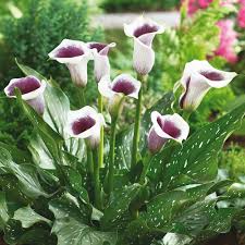 Use aquatic compost and a 12 in. Picaso Calla Lily Bulbs Picaso Zantedeschia Bulbs Lilyflowerstore