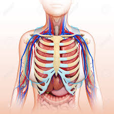 Many organs in the human body diagrams template (see human body diagrams/organs) don't fit the female model acceptably. Organ Chart Female Fanada
