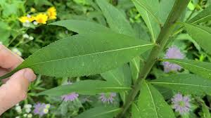 A Beginners Guide To Ironweed – GrowIt BuildIT
