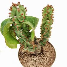 Image result for Monadenium crenatum