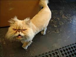 Picking out a great cat's name can be tough. 317 Cool Cat Names Female Male Cool Names For Cats