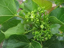 Image result for Jatropha curcas
