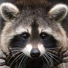 Based in marin county, ca and serving the entire san francisco bay area, wildlife detectives is a fu. Wildlife Detectives Pest Control Service San Rafael California Facebook 120 Photos