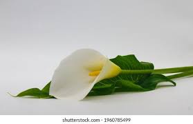 Image result for Eragrostis aethiopica