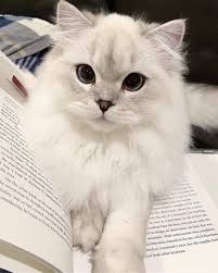 Cute Cats Of Instagram On Instagram The Cutest Bookmark Ever Submit Your Cat S Photo To Our Contest Email Cute Cats Kittens Cutest Cute Cats And Kittens