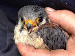 Irish Birds Of Prey Images Baby Sparrow Hawk Baby Sparrow Bird Garden Cute Animals