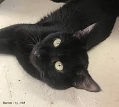 Our store has proudly been serving the manchester community for close to 2 decades. Adopt A Pet Petsmart Charities