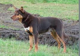 Black And Brown Dog Breeds Medium Cute Dogs Pet Australian Kelpie Dog Australian Kelpie Dog Australian Kelpie Australian Sheep Dogs