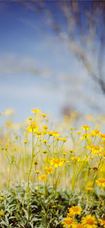 We did not find results for: Yellow Flower Field Under Blue Sky During Daytime Nature Iphone11wallpaper Flower Field Yellow Flower Wallpaper Yellow Flowers