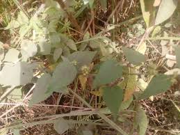 Image result for Sida urens