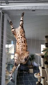 Aber wie macht man den balkon für die katze sicher? Katzentursicherung Katzensicherung Fur Balkonturen Katzen Tursicherung