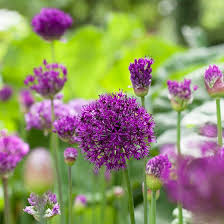 Purple flowers add vibrant color to a garden. Purple Sensation Allium Allium Aflatunense American Meadows