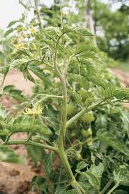 Read on to learn more. A Freestanding Tomato Trellis Improves Yields And Keeps The Garden Neat Finegardening