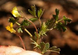 Image result for Medicago laciniata