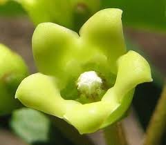 Image result for Marsdenia macrantha