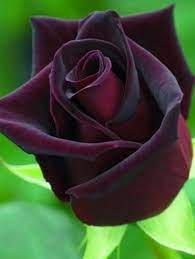 Rare Purple Dark Rose Seeds 10 Pcs Flowering Plants Etsy Rose Seeds Beautiful Rose Flowers Black Rose Flower