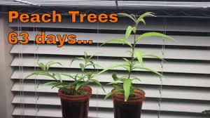 To start a peach tree from a pit, you'll need to germinate the pit in the fridge and then plant it in a pot. Peach Trees From Seed 8 Months Old Youtube
