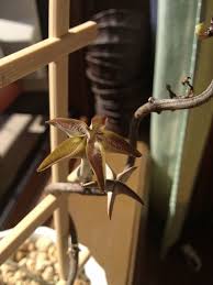 Image result for Ceropegia cimiciodora