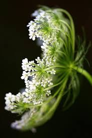 Queen Anne S Lace By Susie Weaver Queen Annes Lace Queen Anne S Lace Flowers Beautiful Flowers