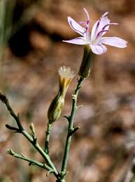 Image result for Iphigenia pauciflora