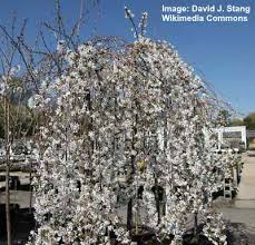 Check spelling or type a new query. Small Or Dwarf Weeping Trees For Landscaping With Pictures