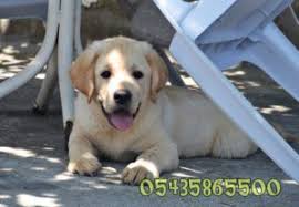 Safkan Labrador Yavrusu Http Www Yavrulabrador Com Satilik Fci Secereli Labrador Yavrusu Html Labrador Retriever Retriever