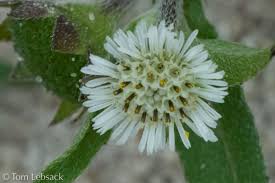 Image result for Eclipta prostrata
