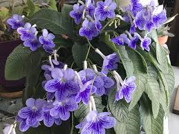 Image result for Streptocarpus