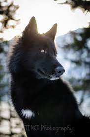 Alaskan Noble Companion Dog Google Search Wolf Hybrid Dogs Tamaskan Dog Wolf Dog