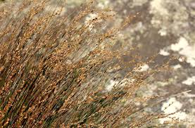 Image result for Platycaulos