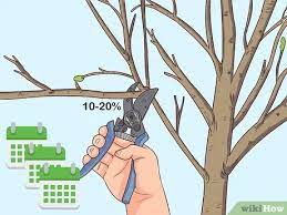 We did not find results for: How To Prune A Pear Tree 12 Steps With Pictures Wikihow