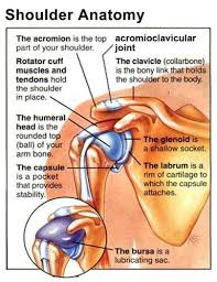 Makes a connection between the coracoid process and the acromion. Ac Joint Shoulder Anatomy Anatomy Human Anatomy And Physiology