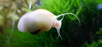 I took it out because i heard you can tell. How To Tell If Your Aquarium Snail Is Dead Or Just Sleeping