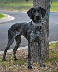 Check spelling or type a new query. Pepper 4 Years Old Breed German Short Haired Pointer From Team Goldrush Short Haired Pointer German Pointer Short Haired Breeds